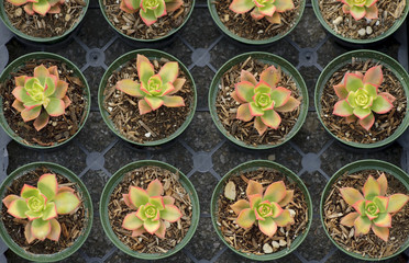 cactus pots