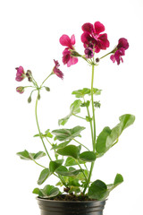 Naklejka na ściany i meble geranium flower in the pot isolated