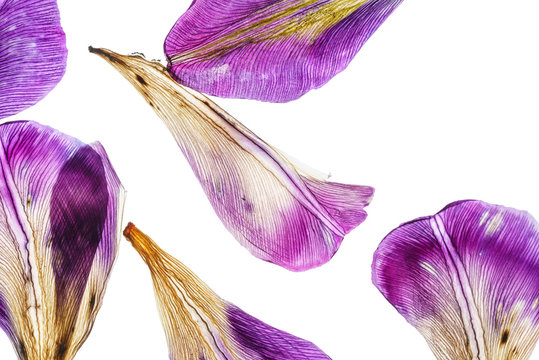 iris petals closeup