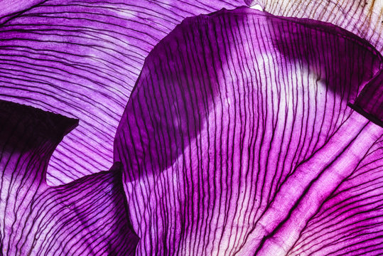 iris petals closeup