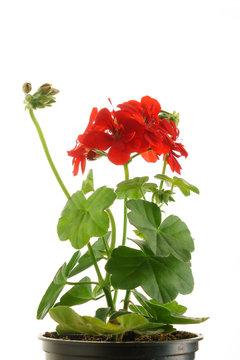 geranium flower in the pot isolated