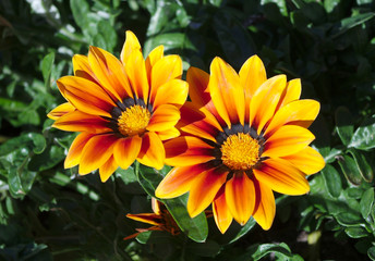 gazania flowers garden bright sun light blossom