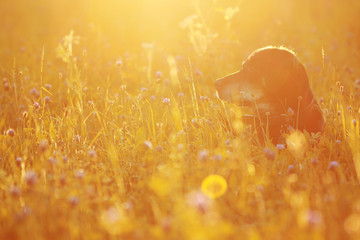 dog in golden sunlight