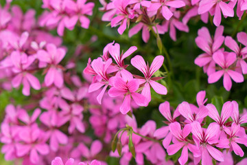 Geranien / Hängegeranien in einem Garten