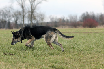 German shepherd