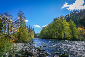Umpqua Forest Stream