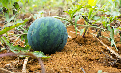 Watermelon growing in the field