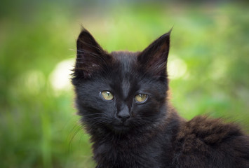 Naklejka na ściany i meble Chaton noir - black kitten