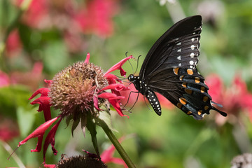 Black Swallowtail