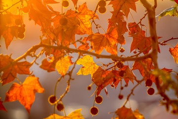 Tree brunch on sun background