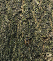 Bee fly on bark of tree in forest