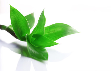 Plant Callisia fragrans on white background
