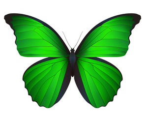 Beautiful butterfly isolated on a white background