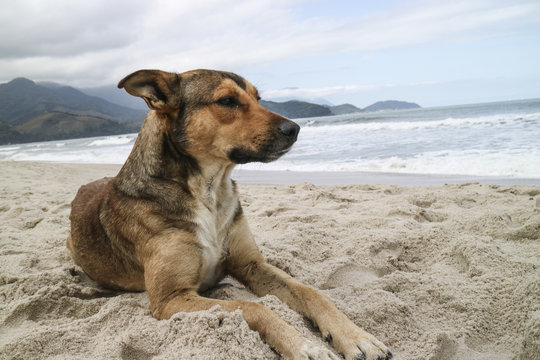 Cachorro guardi&atilde;o