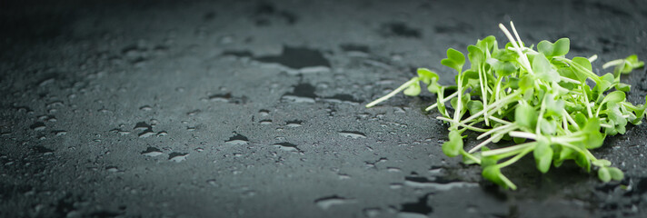 Portion of Fresh cutted Cress on a slate slab