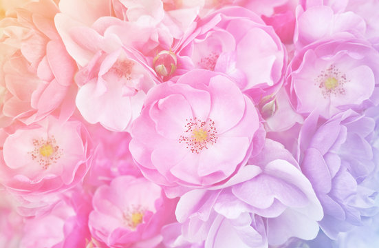 Fototapeta Summer blossoming delicate roses background, blooming flowers festive background, pastel and soft floral card, selective focus, toned