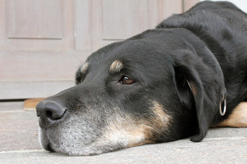 Saint Bernard and Braque Francais