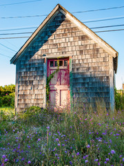 flowers in front of old shack