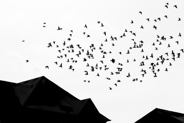 birds fly over rooftops of homes