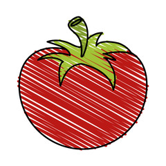 tomato vector illustration