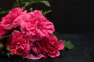 Fototapeta premium fresh pink roses on a dark background. copy space.