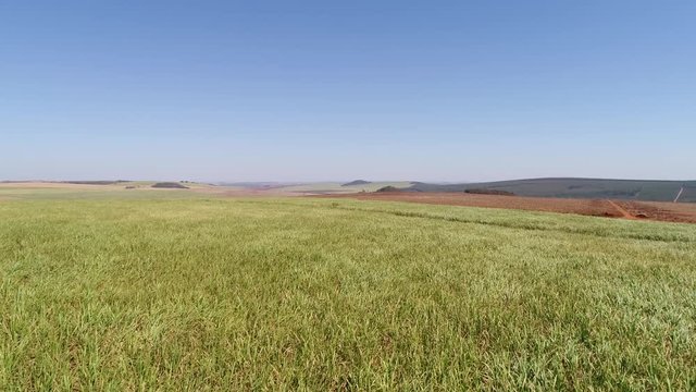 Flying Over Sugar Cane Field in Brazil