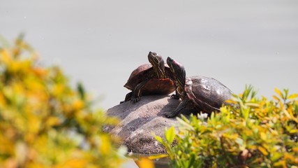 Tortues prenant le soleil