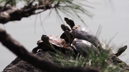 Tortues prenant le soleil