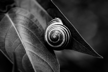 snail attached to a leaf in summertime