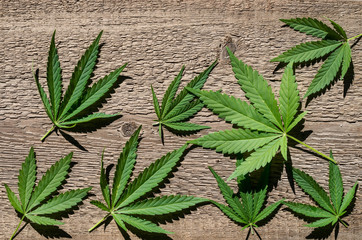 Naklejka premium Leaves of marijuana on a background of a wooden texture.