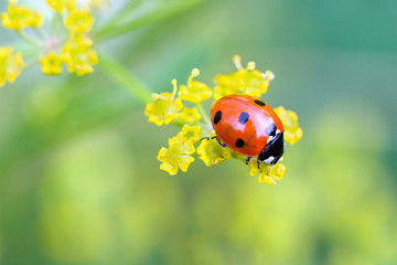close-up of a ladybug on little yellow flowers - summer beauty