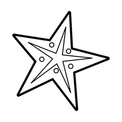 starfish vector illustration