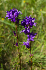 Lungen-Enzian, Gentiana pneumonanthe. Wächst auf der Schwäbischen Alb
