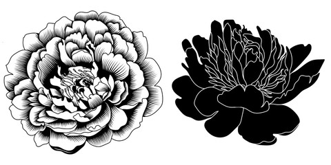 Graphical black and white peony bud, sketch, isolated on a white background. Vector. © mirskaya