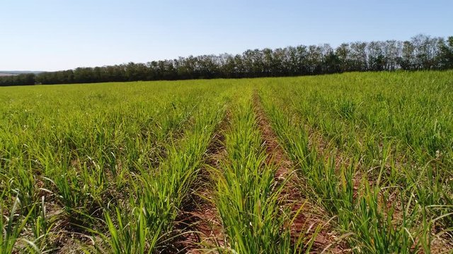 Flying Over Sugar Cane Field in Brazil