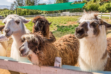 Lamas in Patagonia. Captured in a Lama Farm.