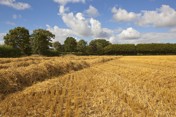 golden straw and woodland