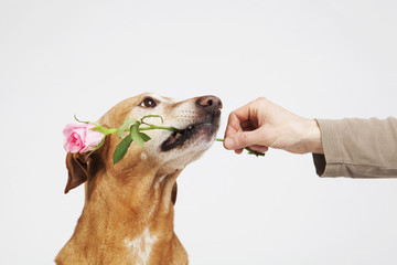 Brown dog with pink rose in its mouth. Man’s hand. Friendship between animal and human.