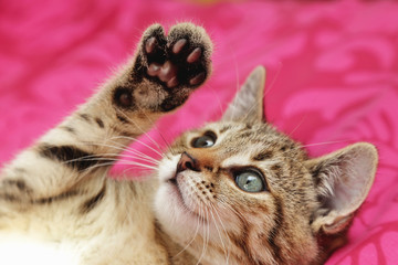 jeune chaton tigré tabby dans maison