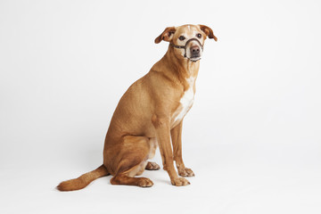 Brown dog with halter sitting on the white background. Animals training.