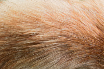 Texture of a fur of a ginger cat close