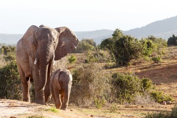 Fototapeta na wymiar Baby elephant walking with his mother