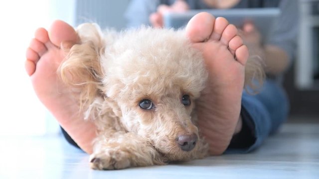 Cinemagraph -Young woman is resting with a dog on the floor at home and using tablet . Motion Photo.