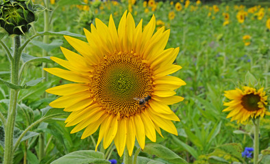 Sonnenblume im Feld