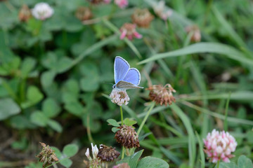 papillon : bel argus - azuré bleu céleste