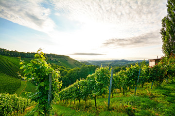 Fototapeta na wymiar Steep vineyard with white wine grapes near a winery in the tuscany wine growing area, Italy Europe