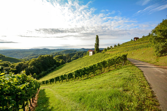 Wine route through steep vineyard next to a winery in the tuscany wine growing area, Italy Europe 