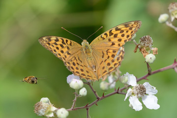 papillon posé : tabac d'espagne