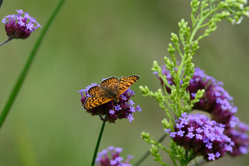 papillon posé sur fleur : grand nacré