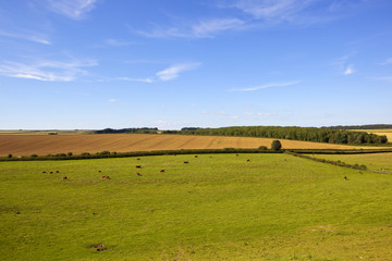 Fototapeta premium english landscape